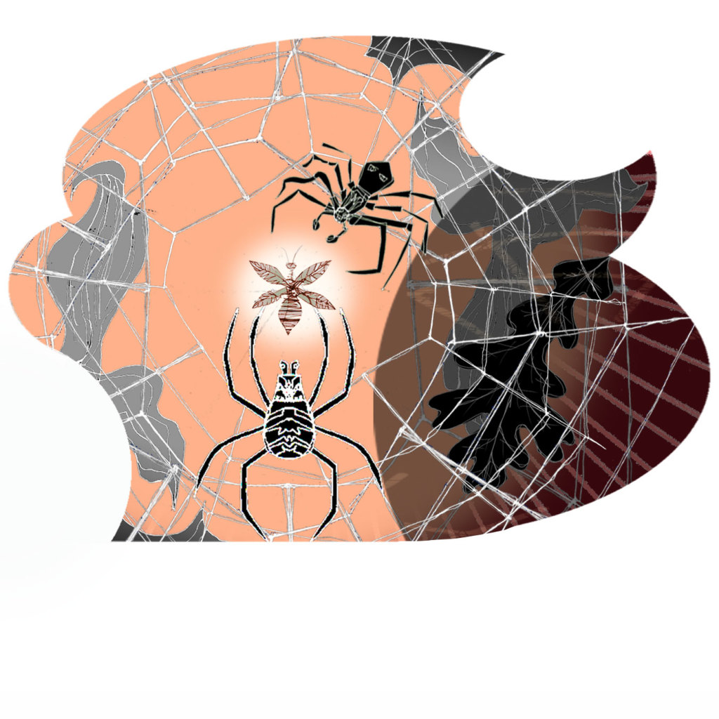 2-Spring-45-Spider-Gift-